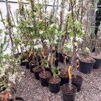 Mini hruška nízkokmenná (Pyrus communis) ´GARDEN PEARL´® - jesenná, výška 100-120 cm, obvod kmeňa: 6/8 cm, kont. C10L